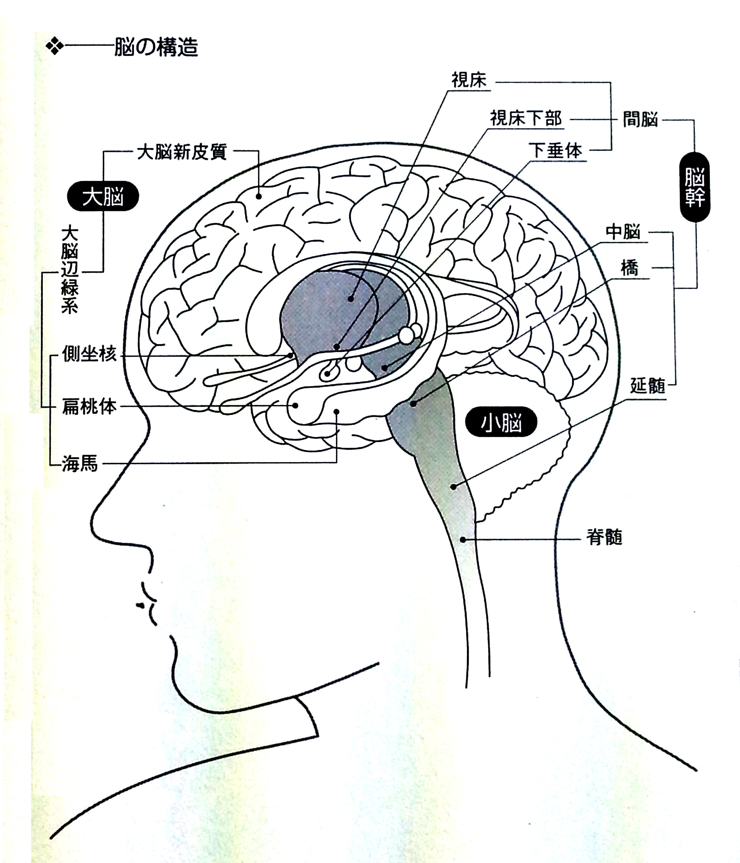 ※高周波・低周波を含む音楽が心身に大きな影響を与える事が解明されました。