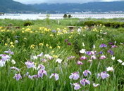 【信州諏訪の初夏三景】